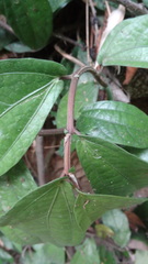 Elatostema