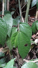 Elatostema