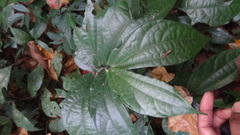 Elatostema