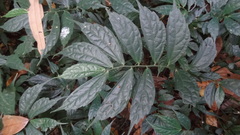 Elatostema lineolatum