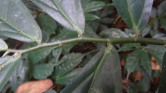 Elatostema lineolatum