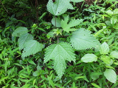 Girardinia diversifolia