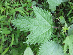 Girardinia diversifolia