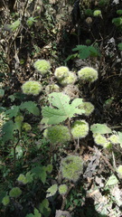 Girardinia diversifolia