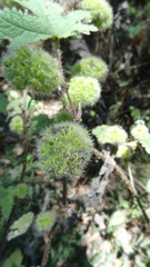 Girardinia diversifolia