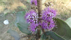 Callicarpa tomentosa