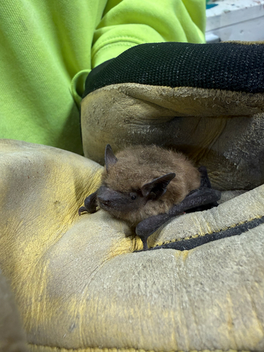 Big Brown Bat photographed in Iowa