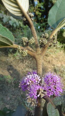 Callicarpa tomentosa