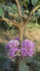 Callicarpa tomentosa