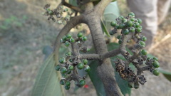 Callicarpa tomentosa