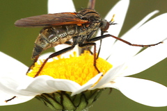 Empis tessellata