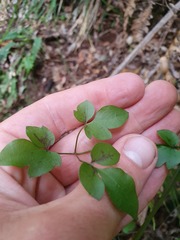 Clematis cunninghamii