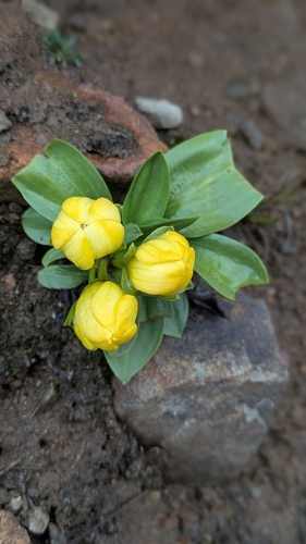 Gentianella incurva, photograph 1