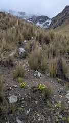 Gentianella incurva, photograph (c) Thibaud Aronson, some rights reserved (CC BY-SA)