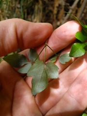 Clematis cunninghamii