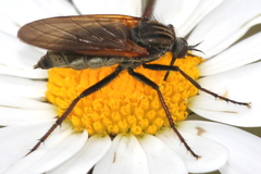 Empis tessellata