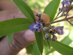 Vitex negundo