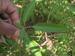 Vitex negundo