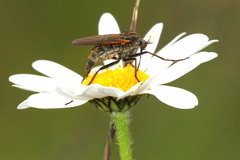 Empis tessellata