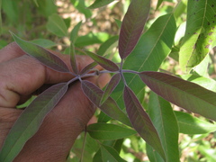 Vitex negundo