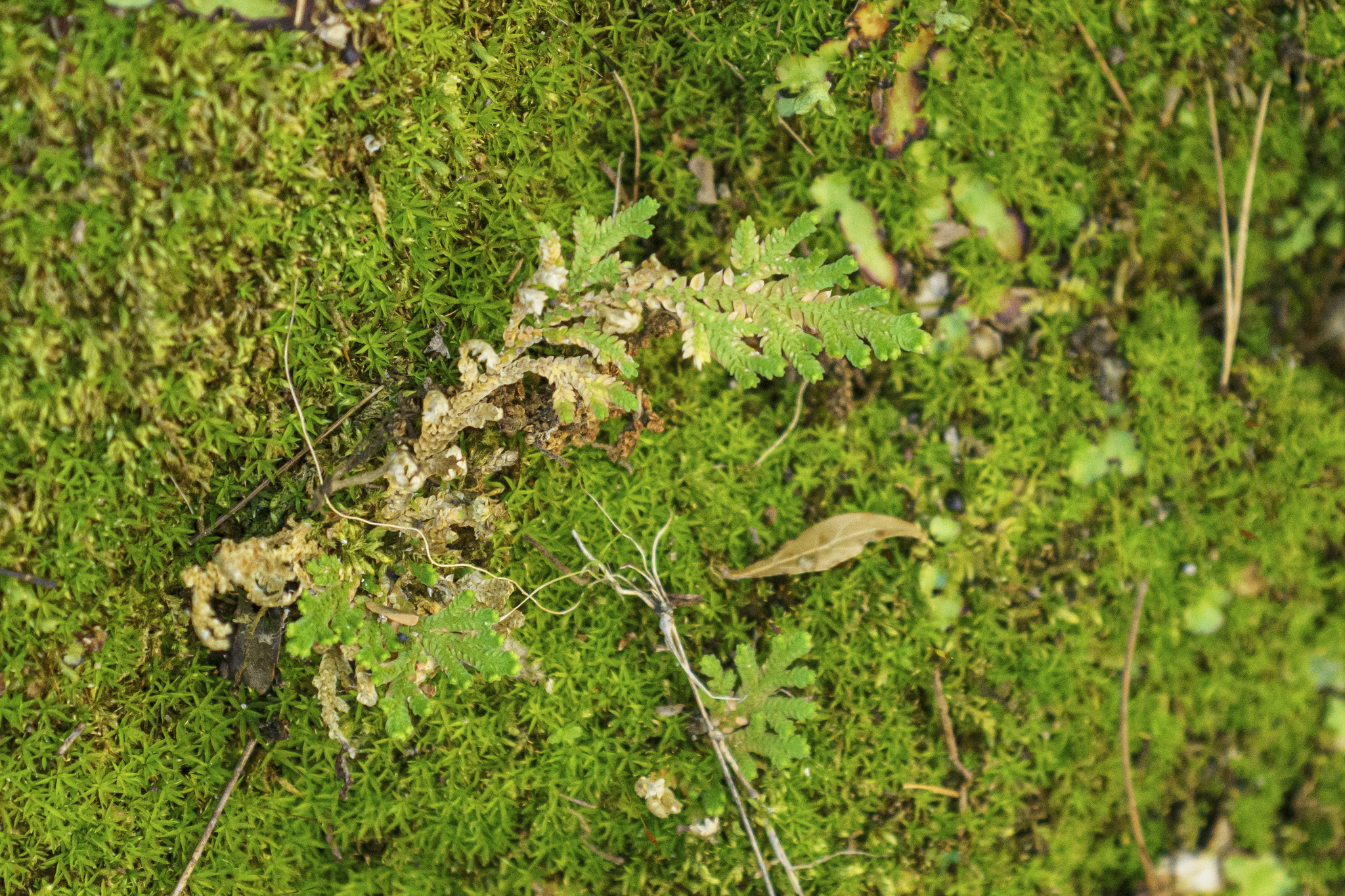 Selaginella Pallescens (Selaginella pallescens)