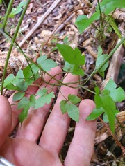 Clematis cunninghamii