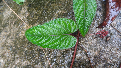 Image of Begonia Vine by (c) Siddarth Machado, some rights reserved (CC BY)