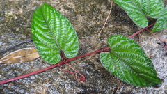 Cissus discolor