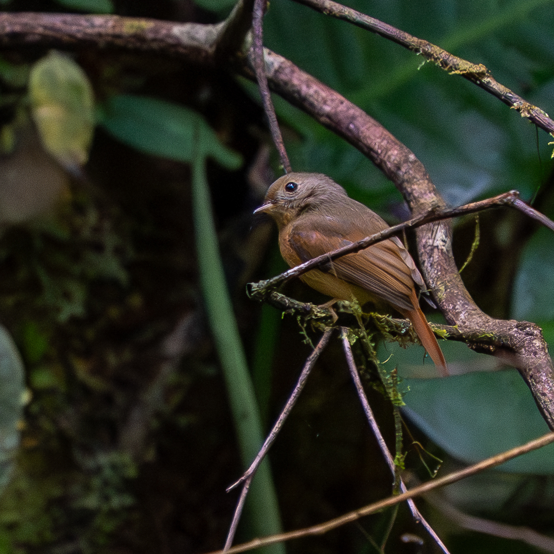 Ruddy-tailed Flycatcher (Terenotriccus erythrurus), photo 2