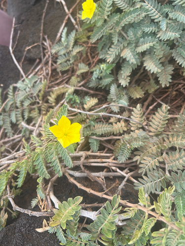 Tribulus cistoides observed 2026-01-04