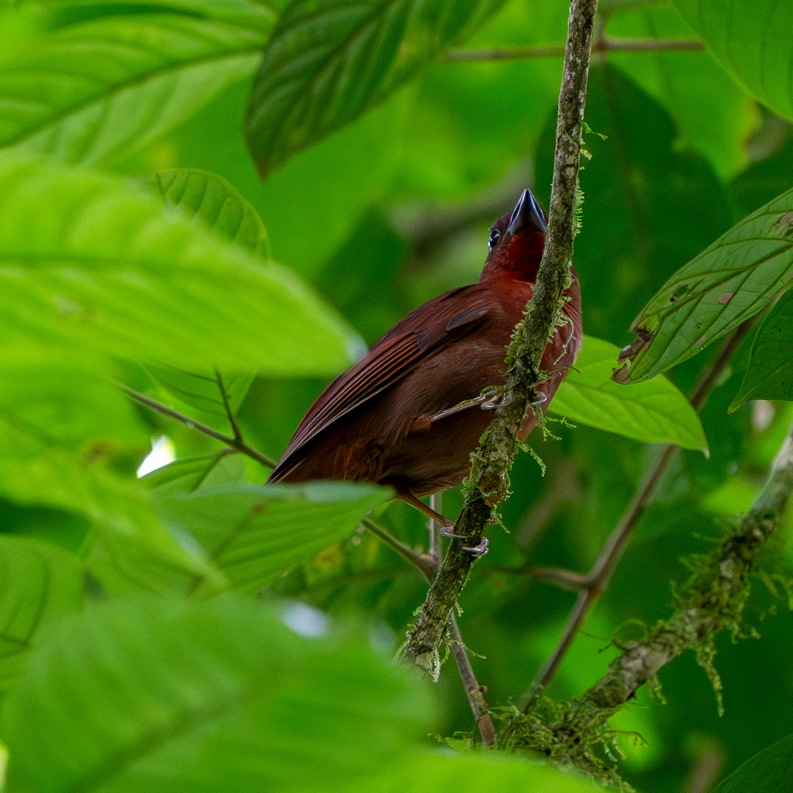 Red-crowned Ant Tanager (Habia rubica), photo 3