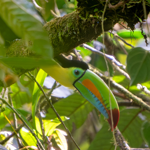 Keel-billed Toucan (Ramphastos sulfuratus), photo 7