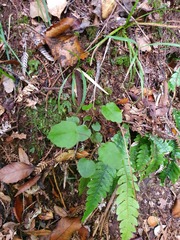 Clematis cunninghamii