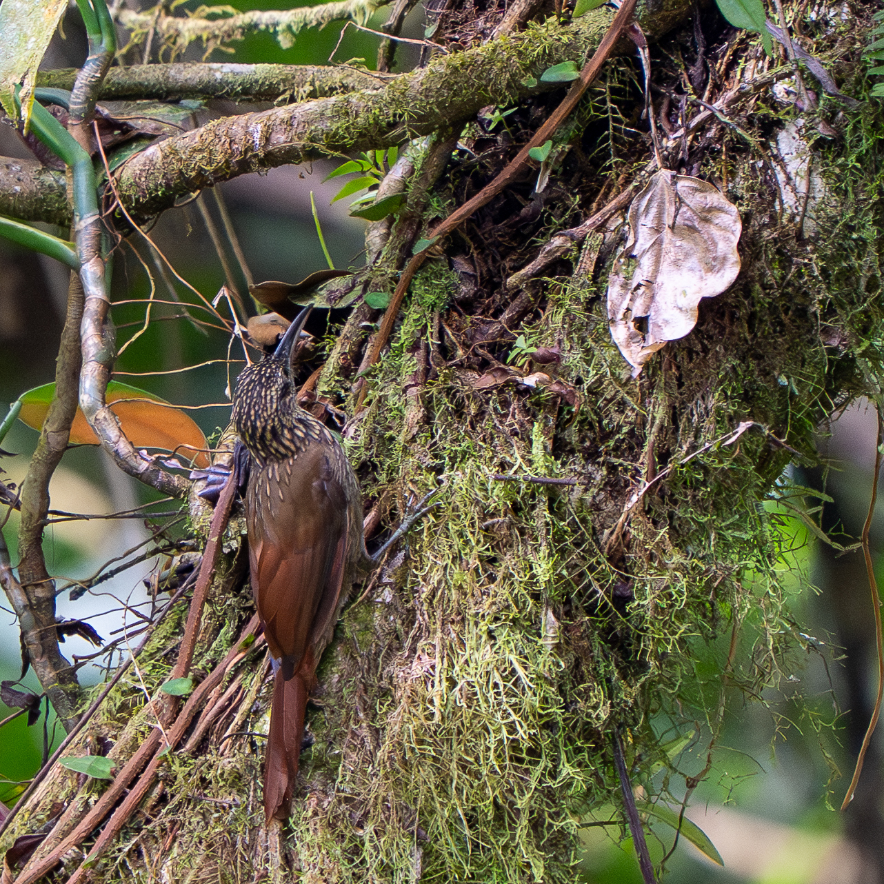 Cocoa Woodcreeper (Xiphorhynchus susurrans), photo 2