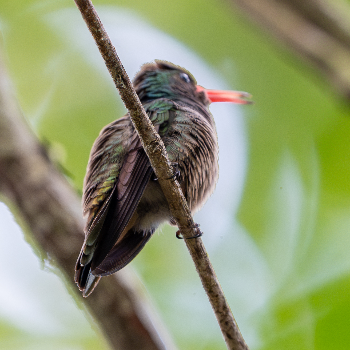Blue-throated Sapphire (Chlorestes eliciae), photo 6