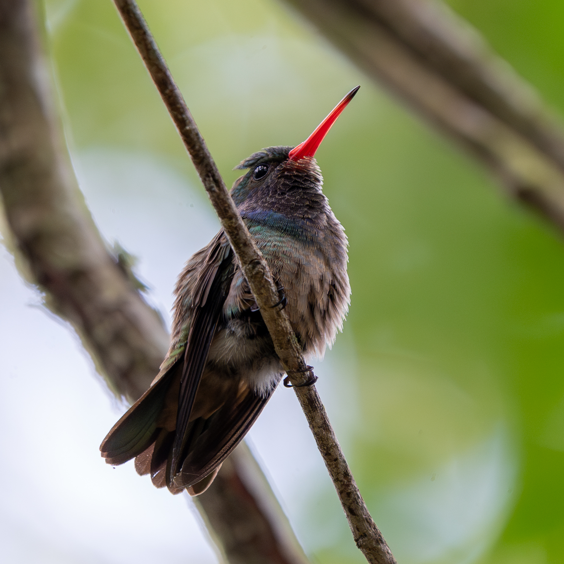 Blue-throated Sapphire (Chlorestes eliciae), photo 5