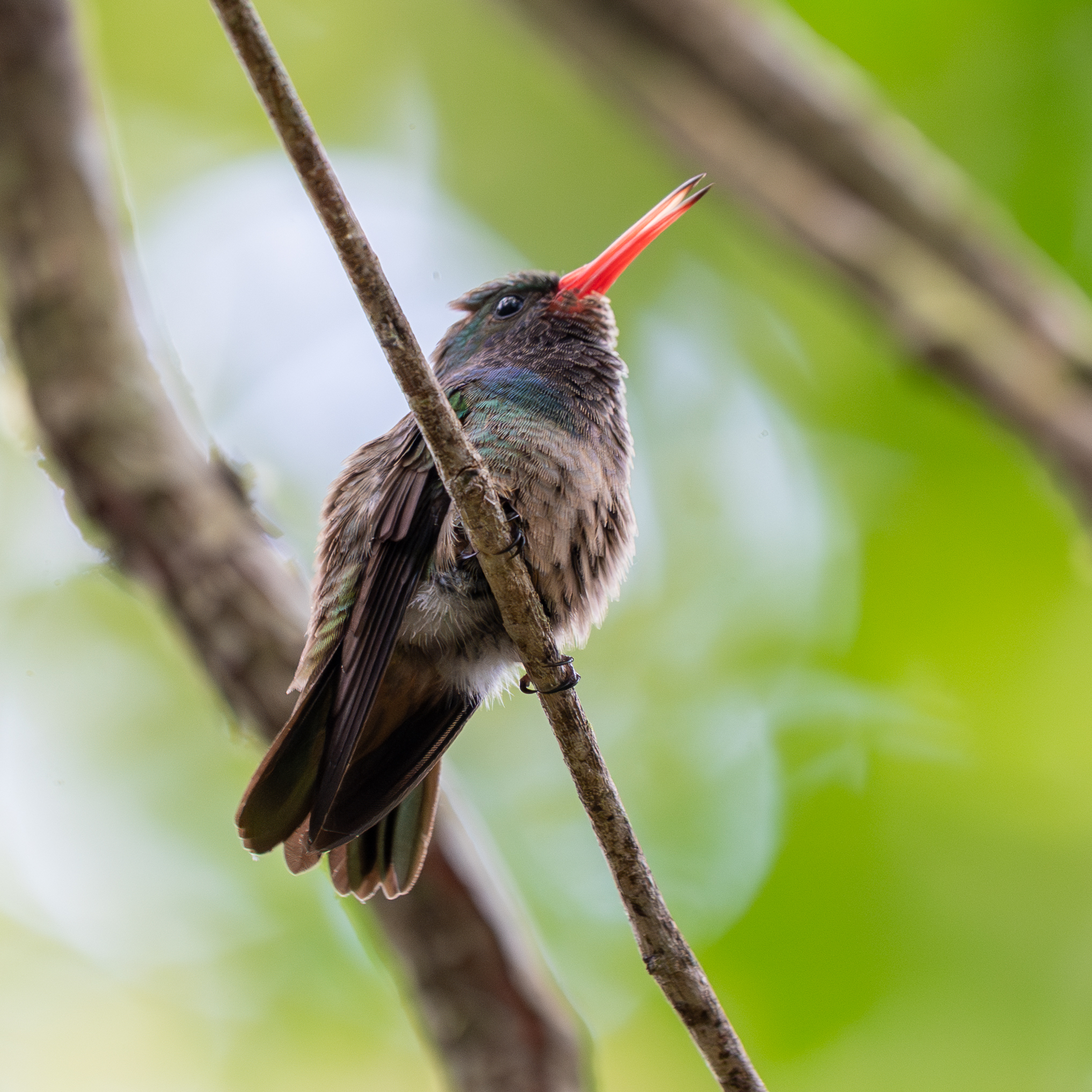 Blue-throated Sapphire (Chlorestes eliciae), photo 7