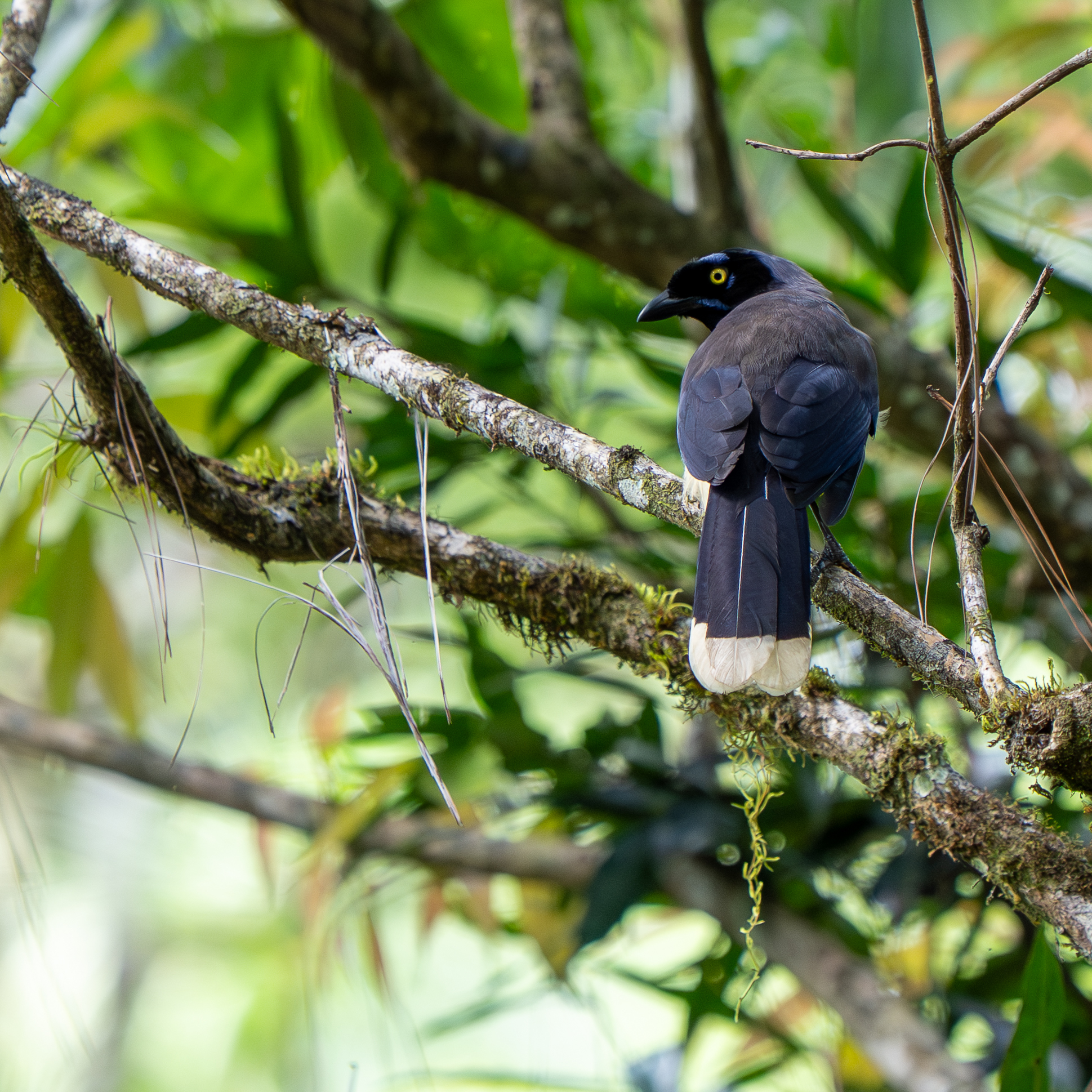 Black-chested Jay (Cyanocorax affinis), photo 2