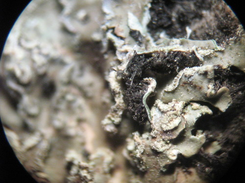 Geltonvidurė Žiauberūnė nuotrauka