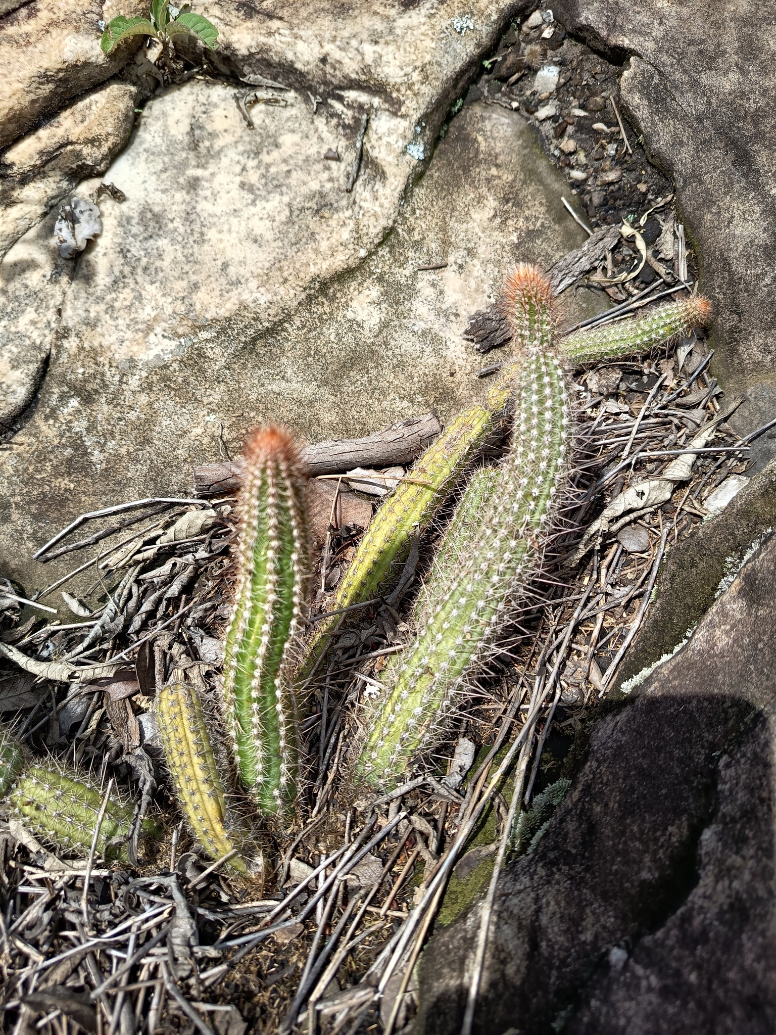Arthrocereus melanurus