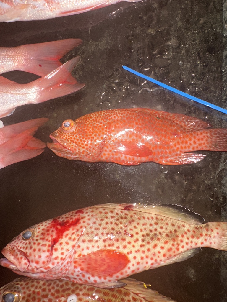 Deady (Epinephelus guttatus) — Serranidae