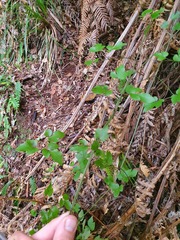 Clematis cunninghamii