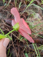 Abelmoschus moschatus tuberosus