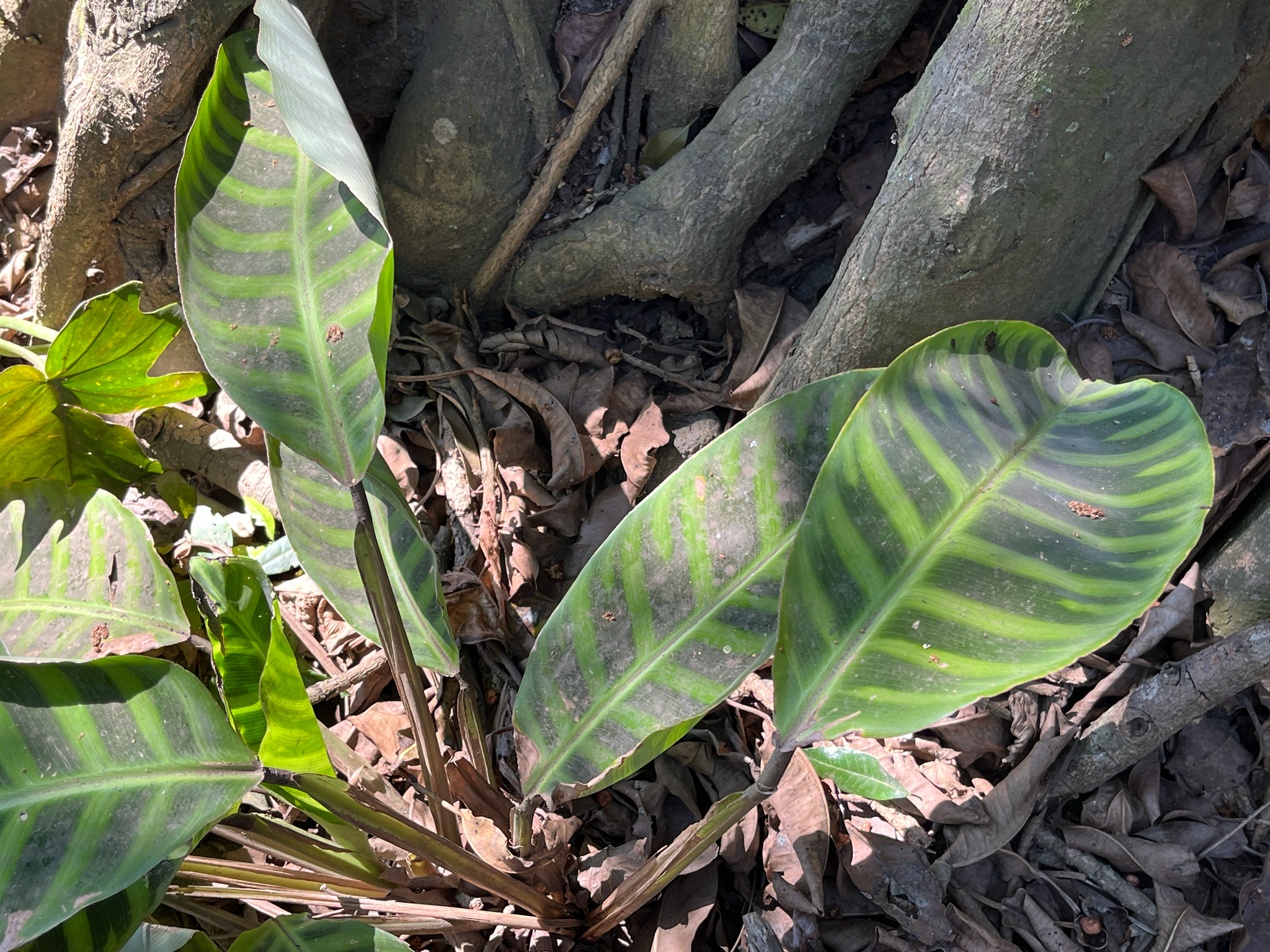 Imagem de Maranta, Sassará