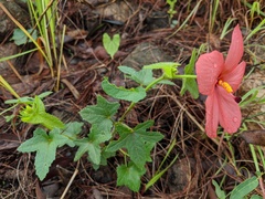 Abelmoschus moschatus tuberosus