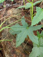 Abelmoschus moschatus tuberosus