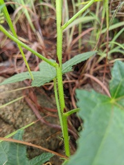 Abelmoschus moschatus tuberosus