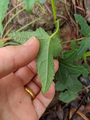 Abelmoschus moschatus tuberosus