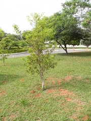 Physocalymma scaberrimum