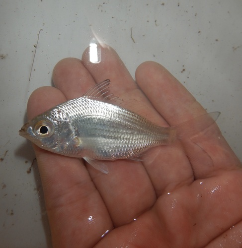 Jenny mojarra (Eucinostomus gula) — Gerreidae — 3